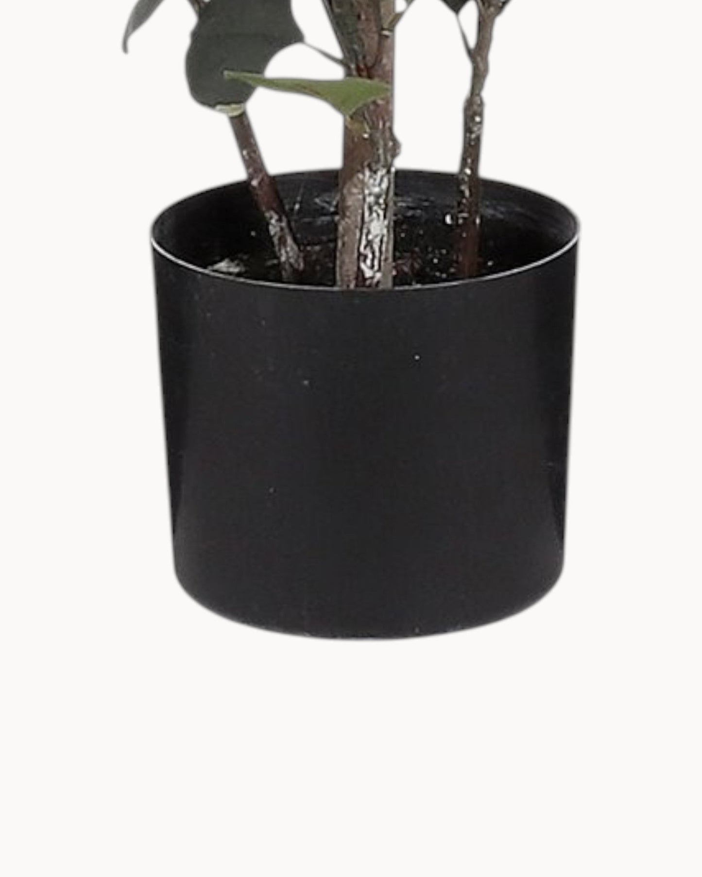 Mica Decorations – Green Artificial Eucalyptus Plant in Pot – Height 150 cm, Diameter 30 cm